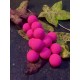 15mm Knoblauch